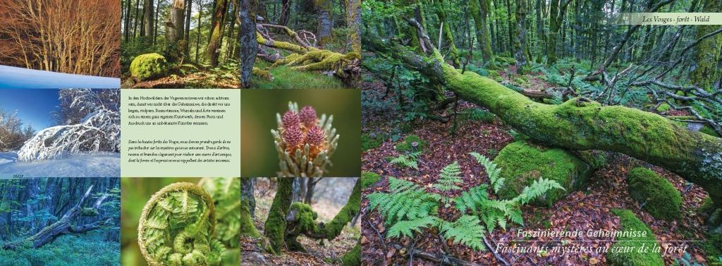 Beispielinhalt (Bild) Elsass und Vogesen