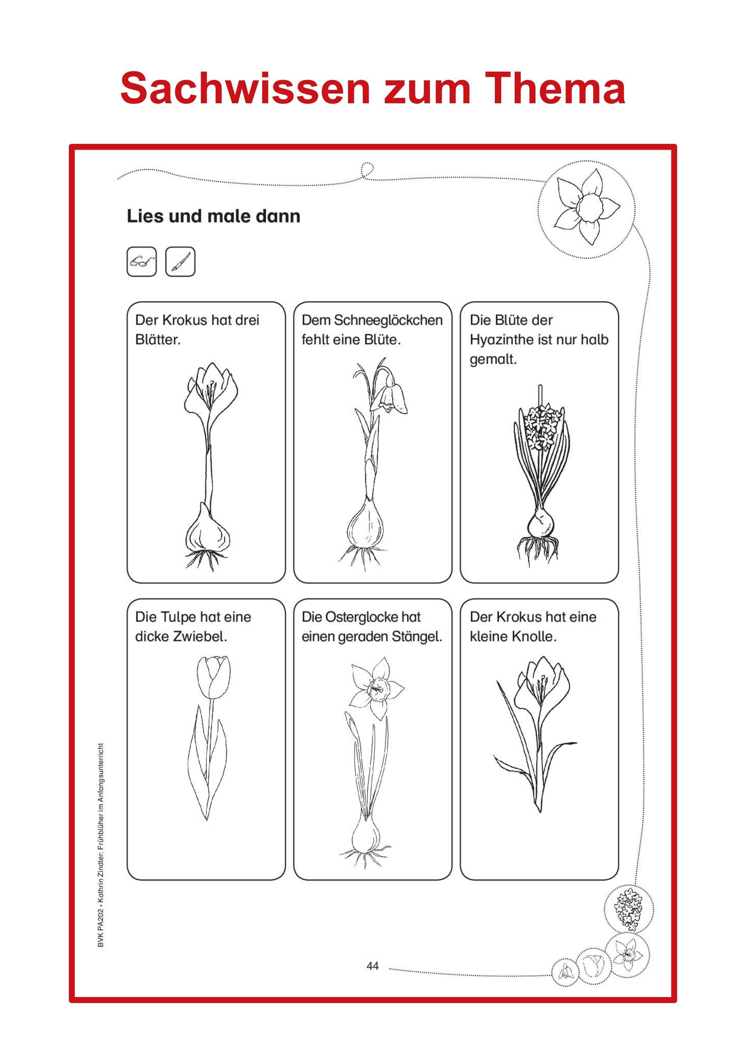 Beispielinhalt (Bild) Frühblüher im Anfangsunterricht
