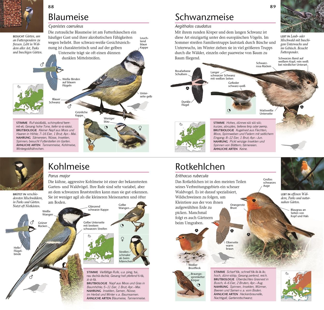 Beispielinhalt (Bild) Gartenvögel beobachten und bestimmen