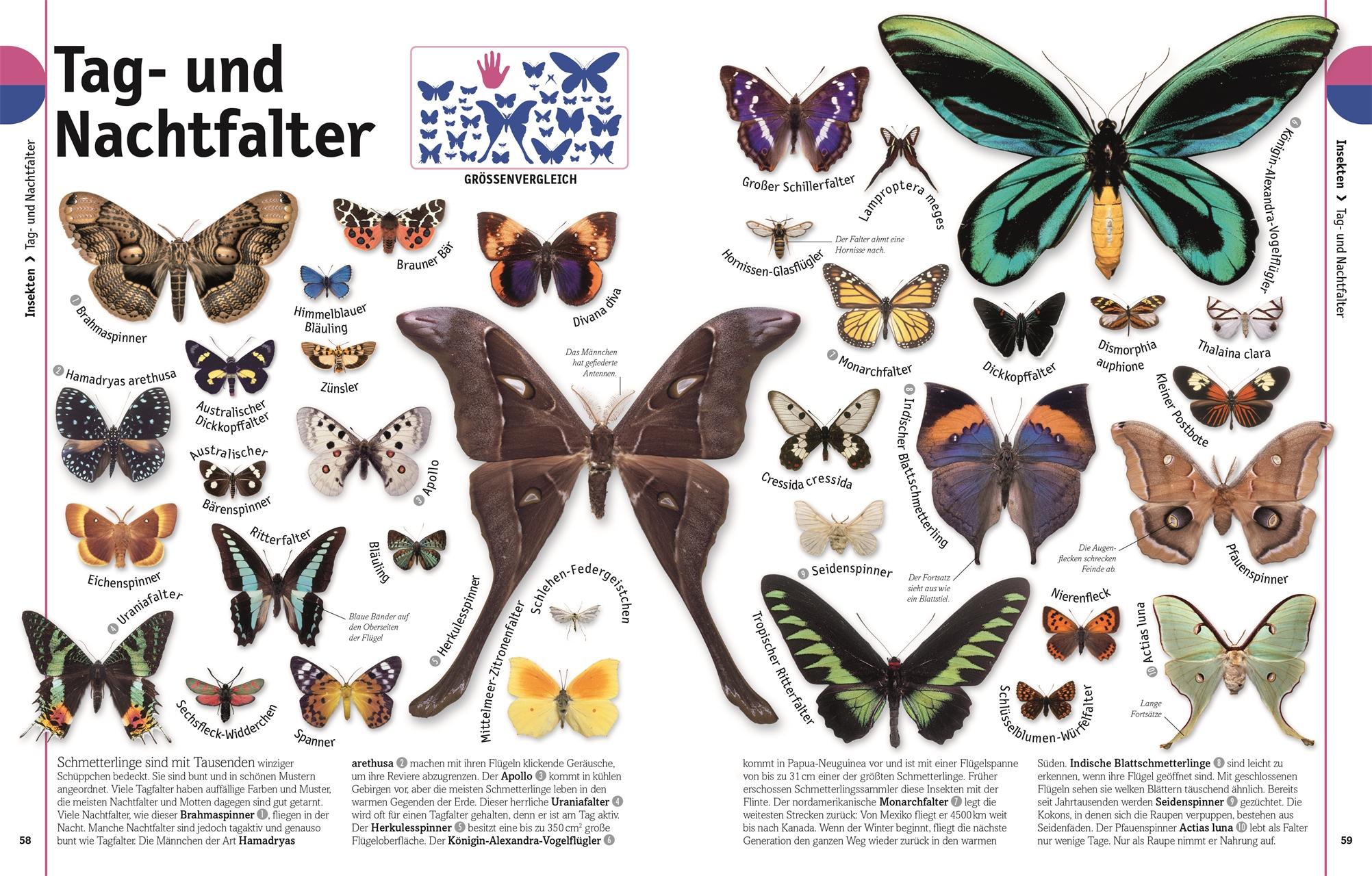 Beispielinhalt (Bild) Tiere