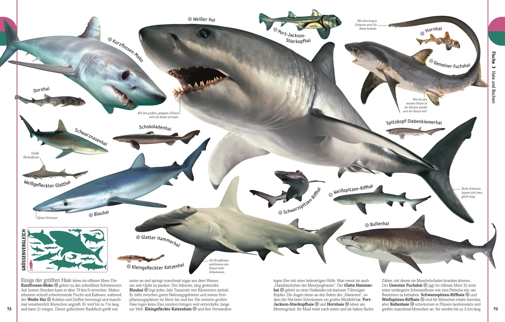 Beispielinhalt (Bild) Tiere