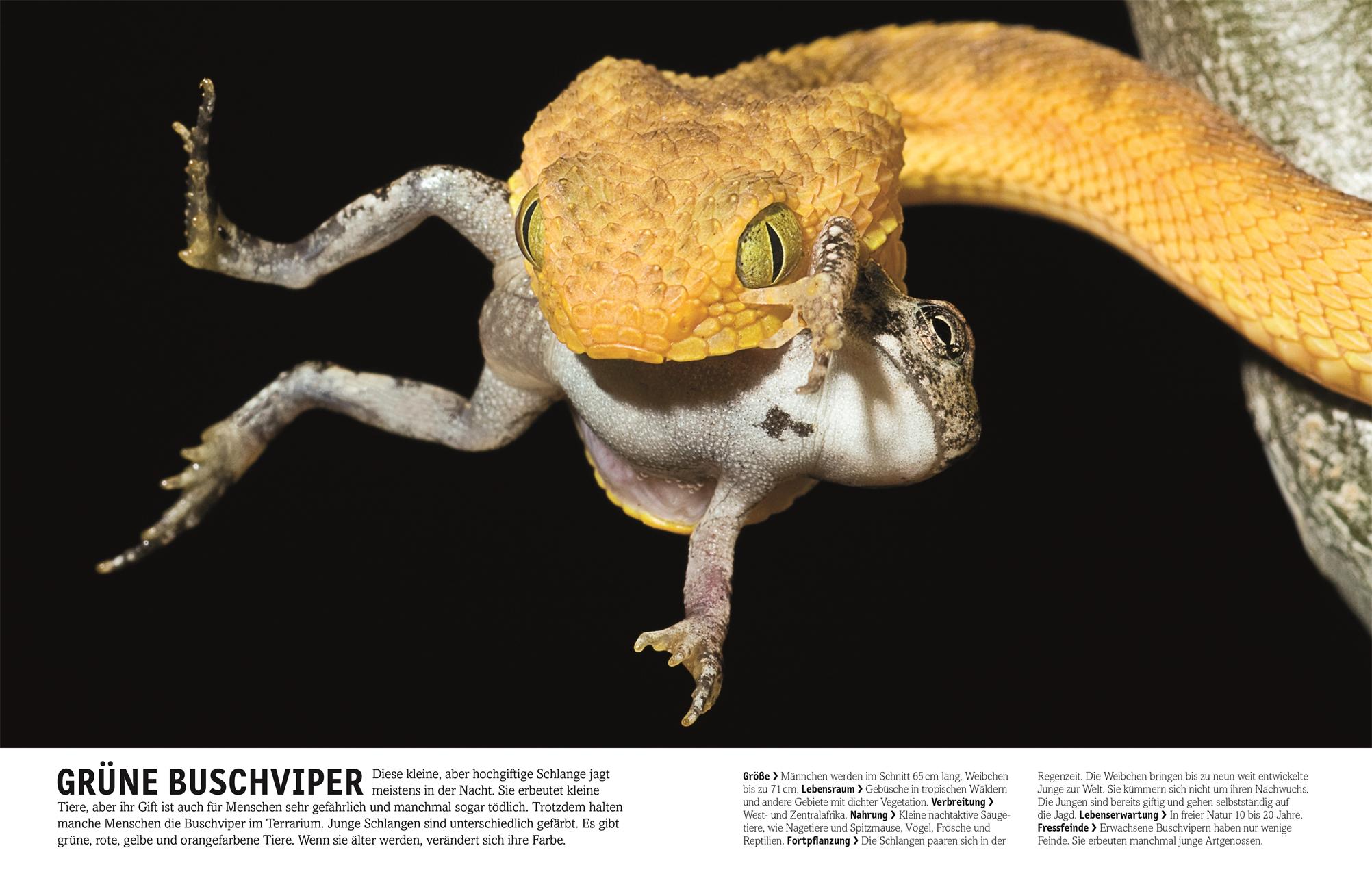 Beispielinhalt (Bild) Tiere