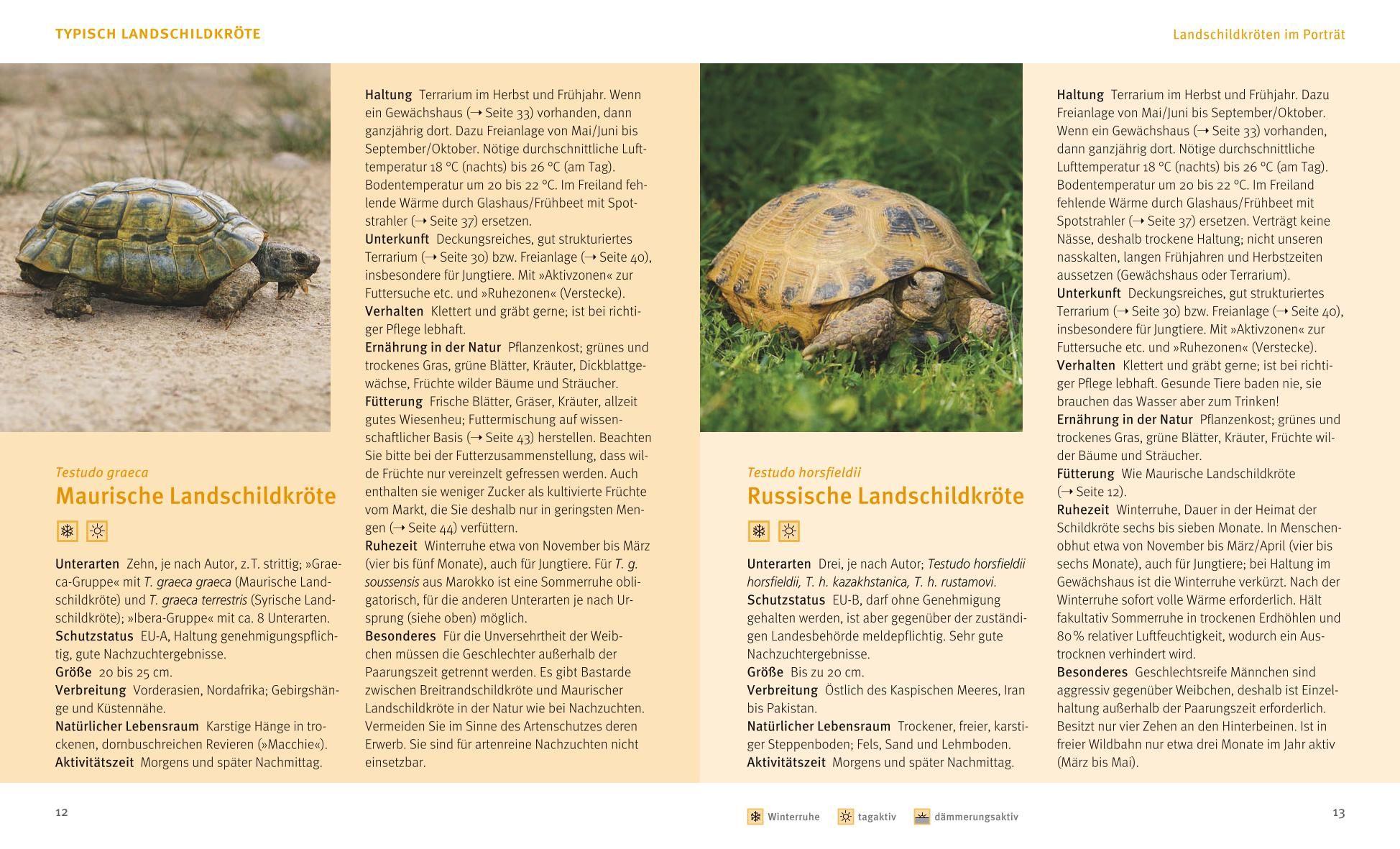 Beispielinhalt (Bild) Landschildkröten