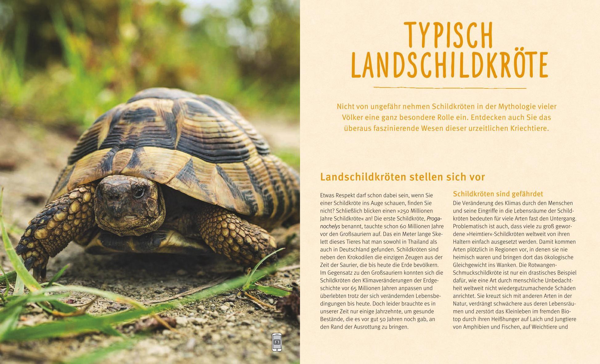 Beispielinhalt (Bild) Landschildkröten