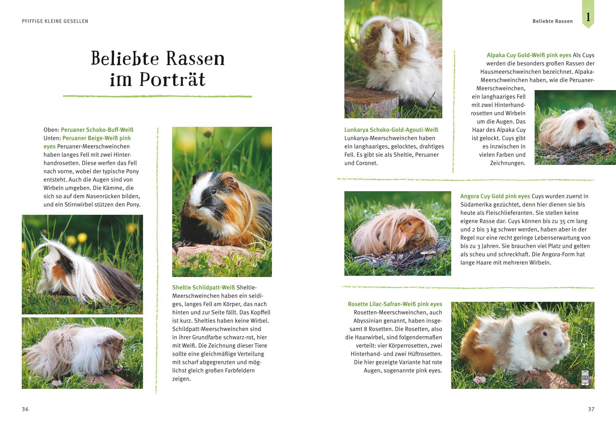 Beispielinhalt (Bild) Neugierige Meerschweinchen