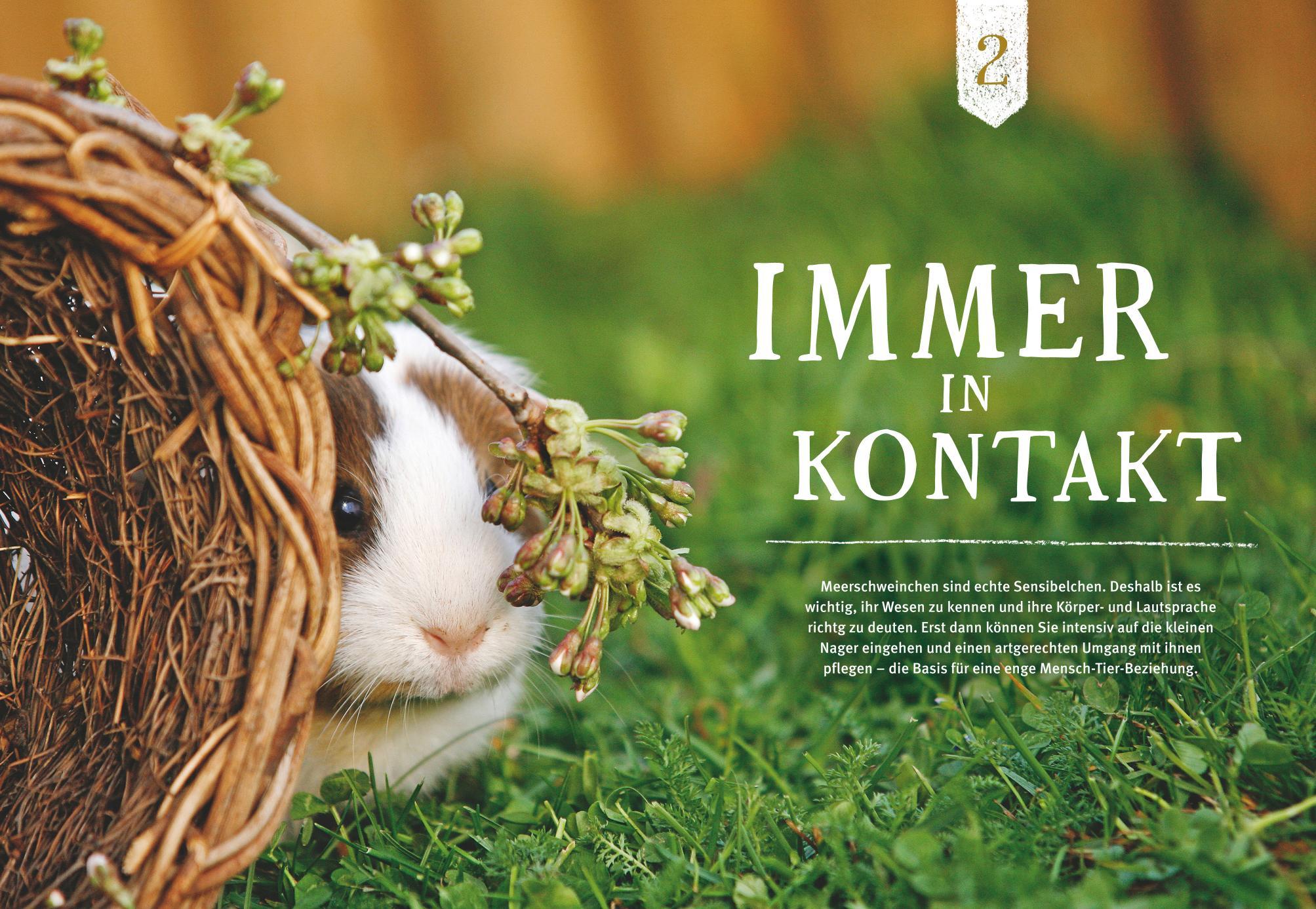 Beispielinhalt (Bild) Neugierige Meerschweinchen