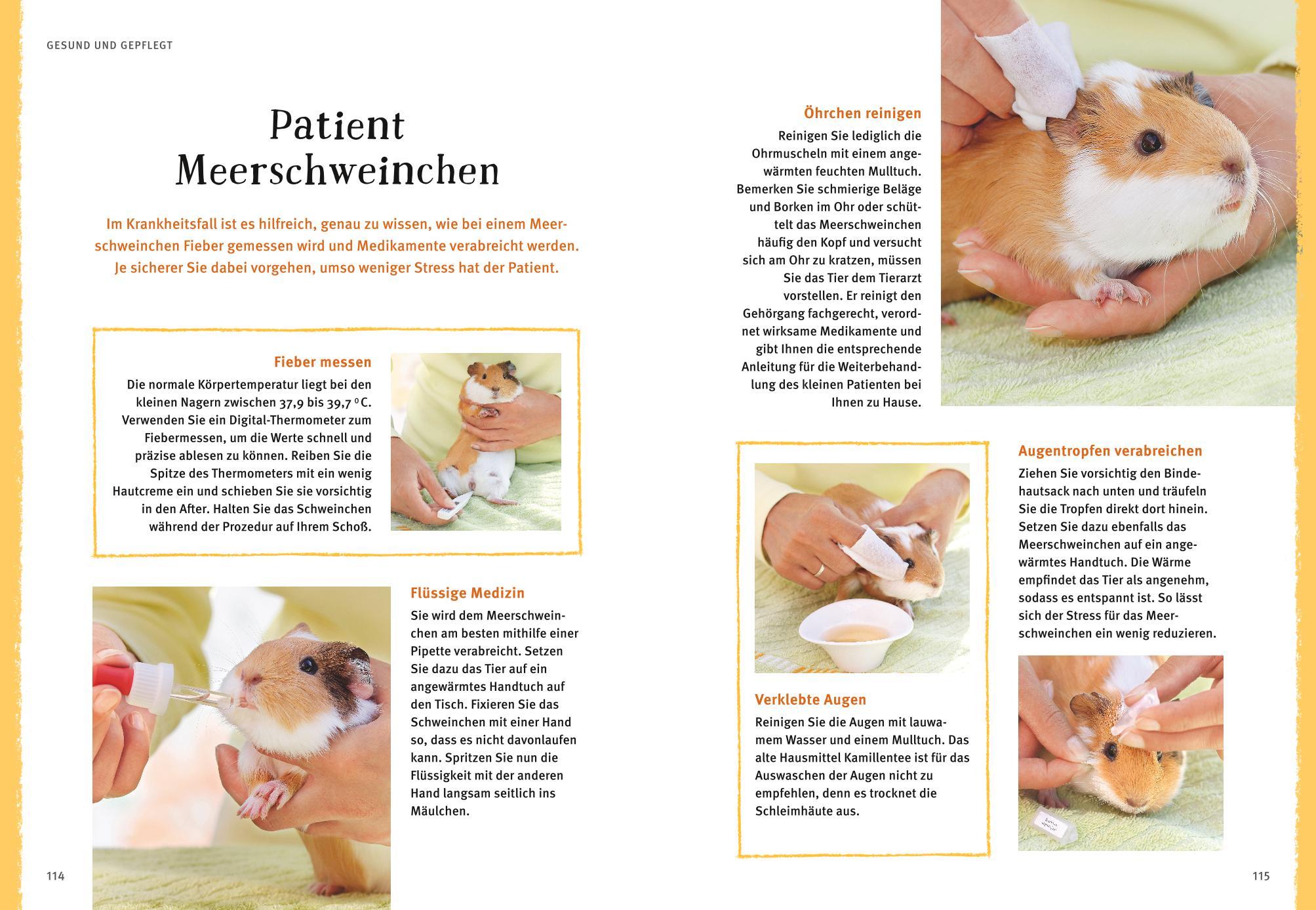 Beispielinhalt (Bild) Neugierige Meerschweinchen
