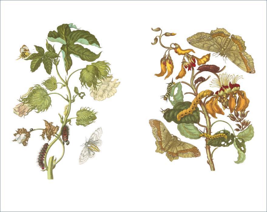 Beispielinhalt (Bild) Das Insektenbuch