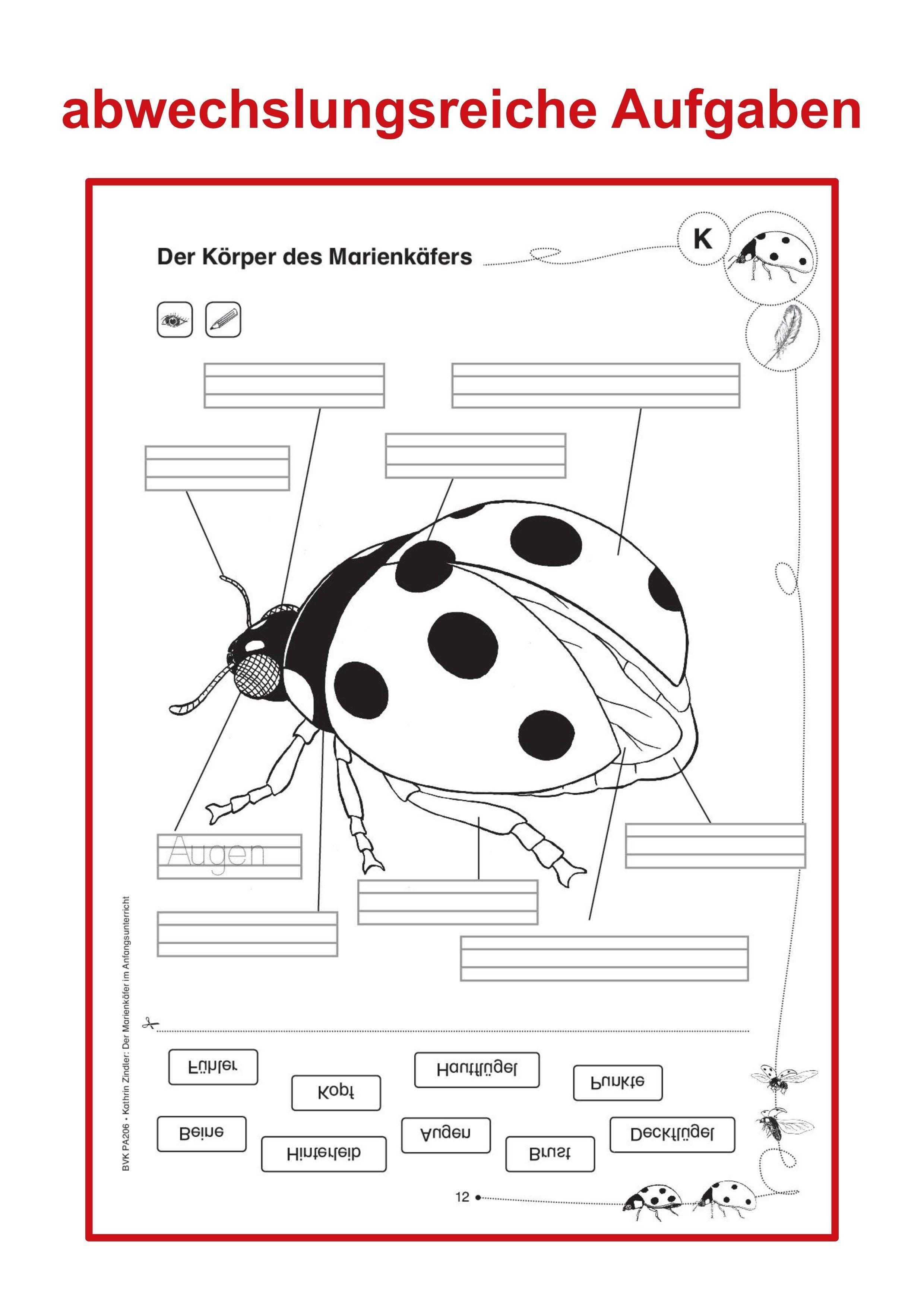 Beispielinhalt (Bild) Der Marienkäfer im Anfangsunterricht