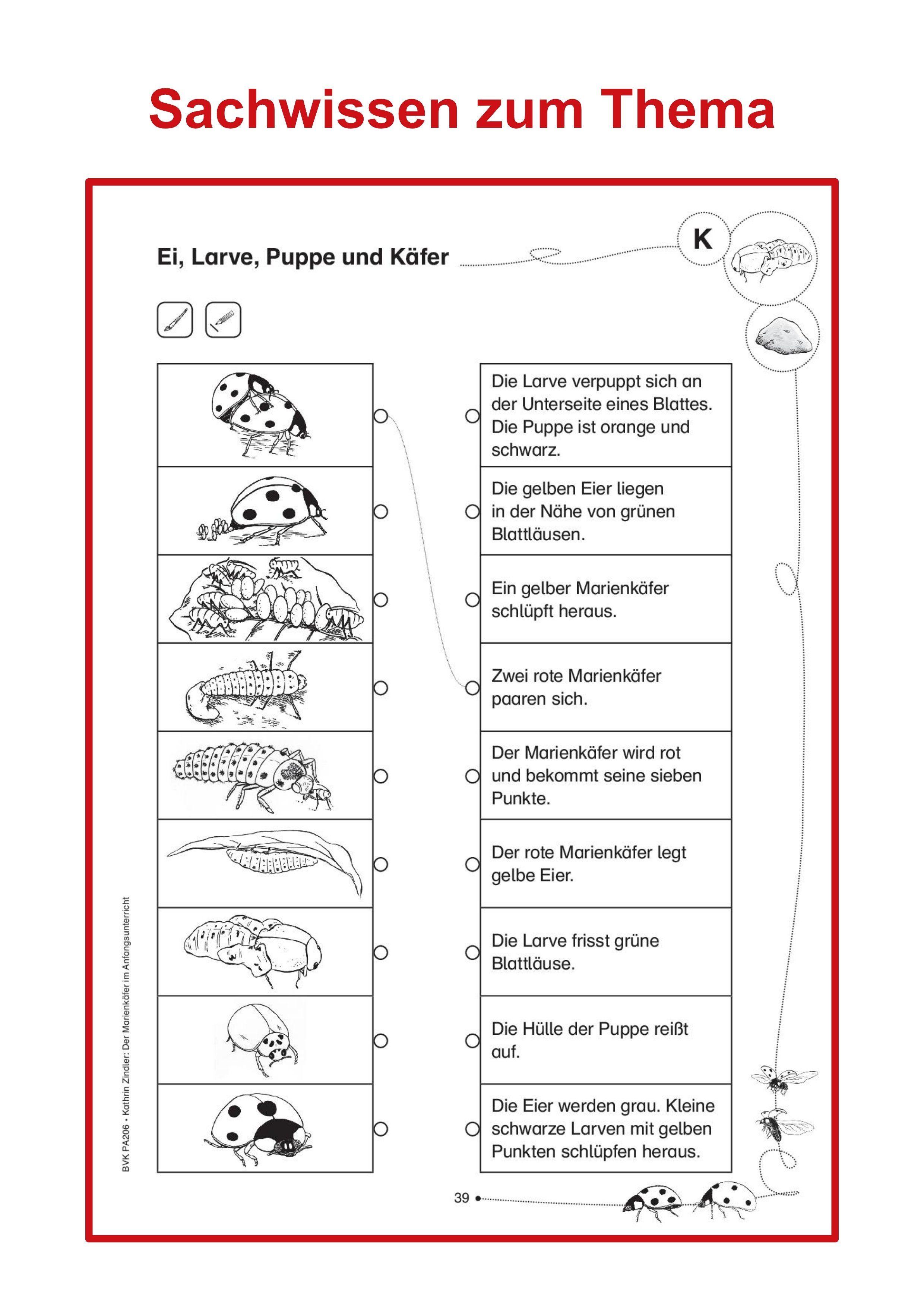 Beispielinhalt (Bild) Der Marienkäfer im Anfangsunterricht