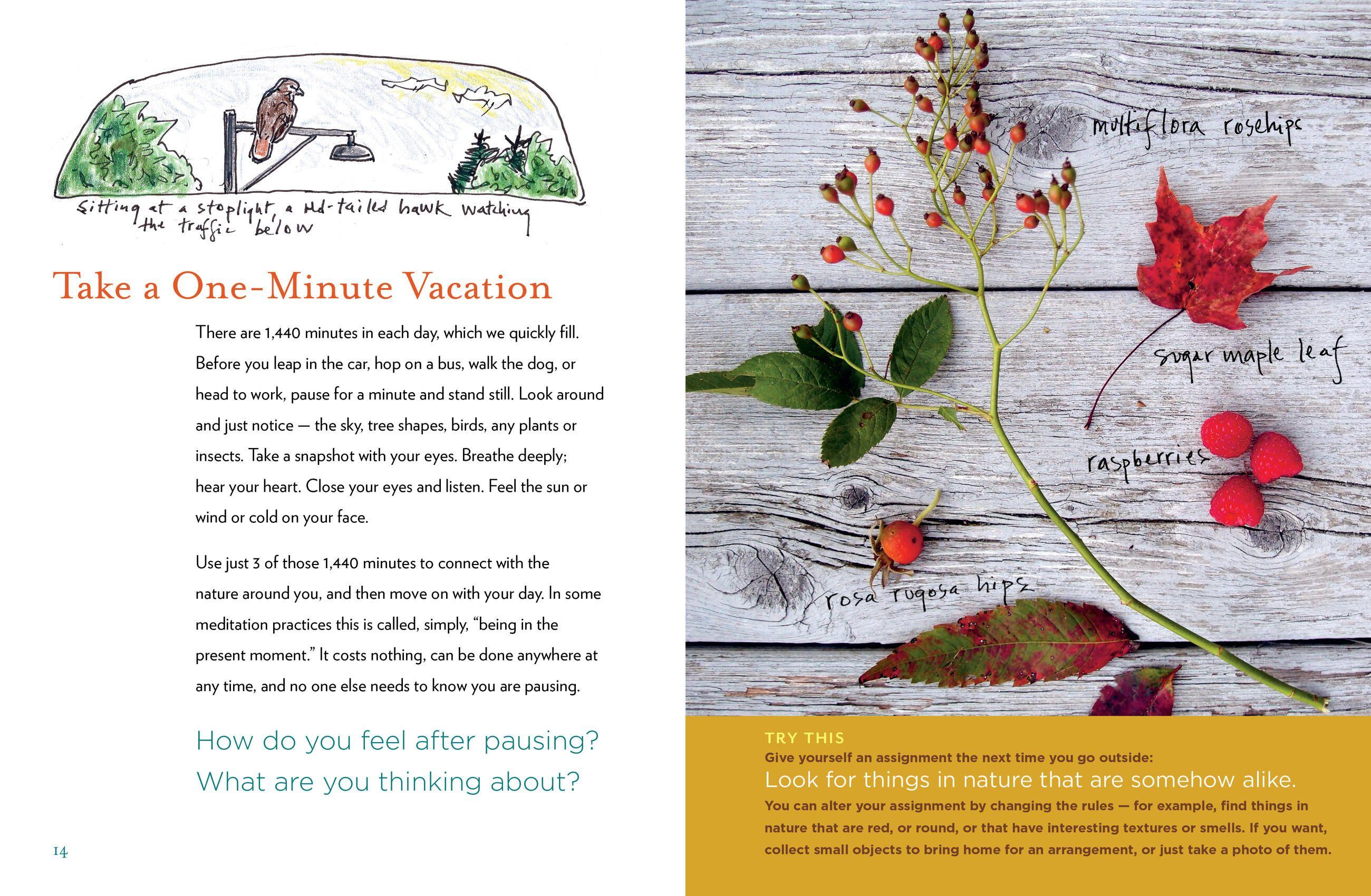 Beispielinhalt (Bild) The Curious Nature Guide