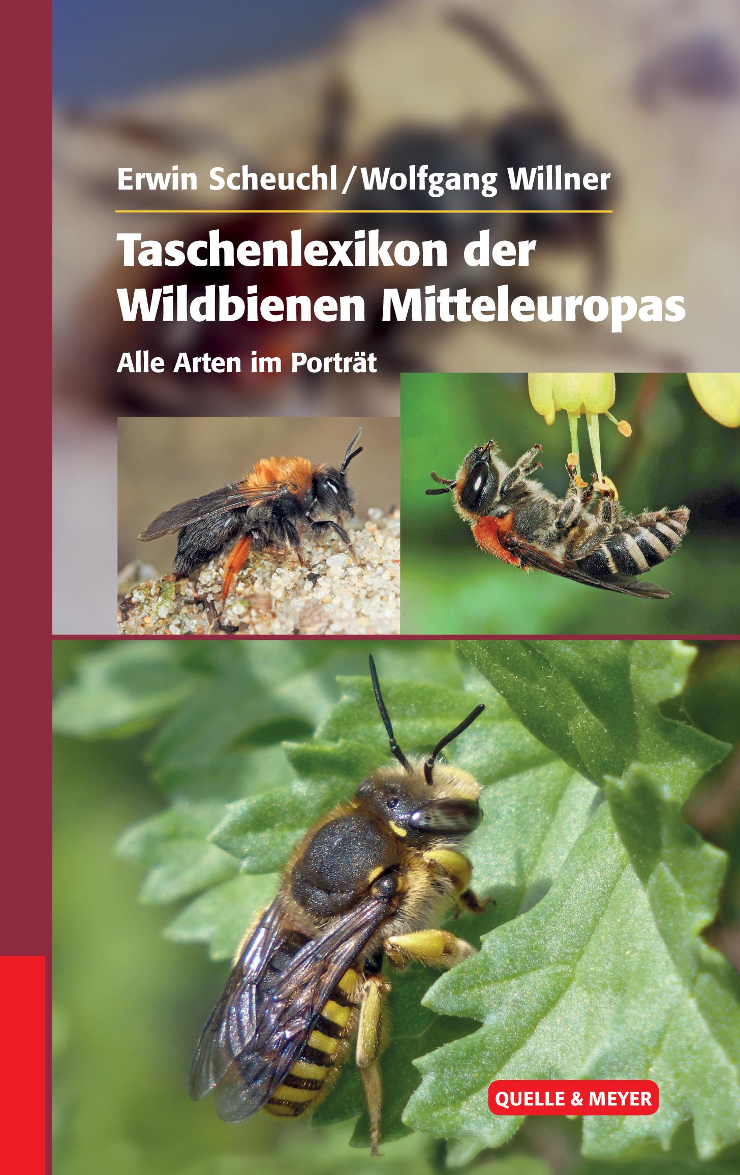 Vorderes Coverbild Taschenlexikon der Wildbienen Mitteleuropas
