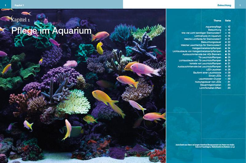 Beispielinhalt (Bild) Steinkorallen im Aquarium 02