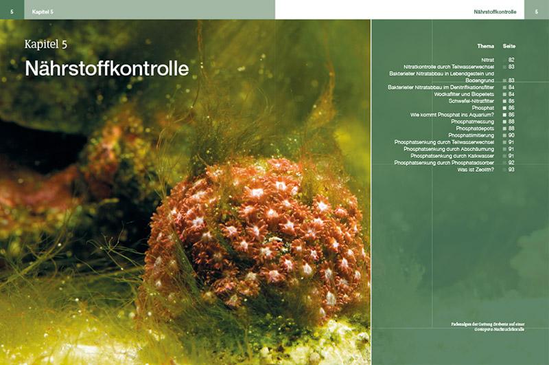 Beispielinhalt (Bild) Steinkorallen im Aquarium 02