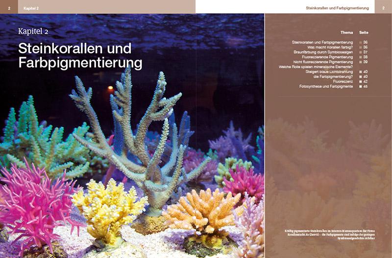 Beispielinhalt (Bild) Steinkorallen im Aquarium 02
