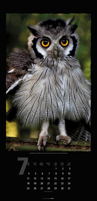 Beispielinhalt (Bild) Eulen 2016