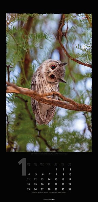 Beispielinhalt (Bild) Eulen 2016