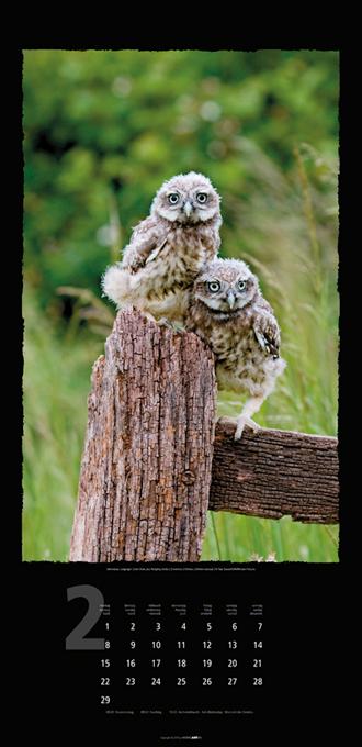 Beispielinhalt (Bild) Eulen 2016