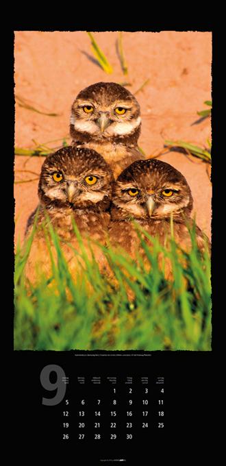 Beispielinhalt (Bild) Eulen 2016