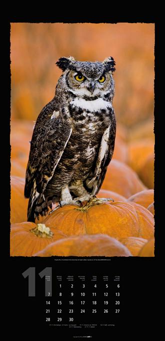 Beispielinhalt (Bild) Eulen 2016