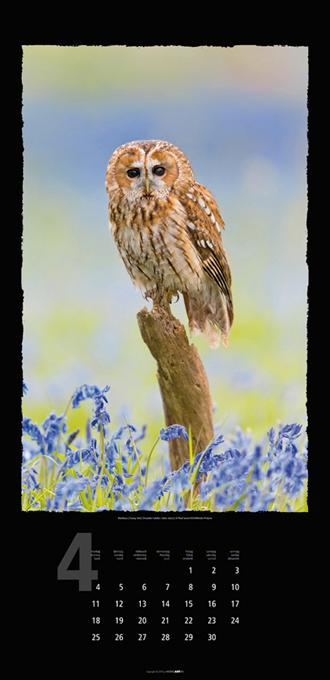 Beispielinhalt (Bild) Eulen 2016