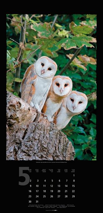 Beispielinhalt (Bild) Eulen 2016