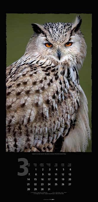 Beispielinhalt (Bild) Eulen 2016