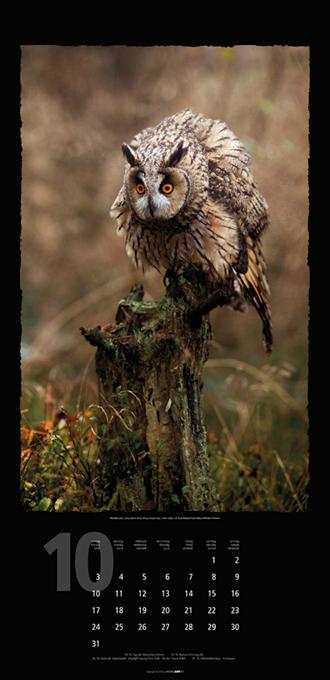 Beispielinhalt (Bild) Eulen 2016