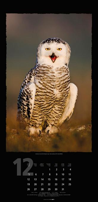 Beispielinhalt (Bild) Eulen 2016