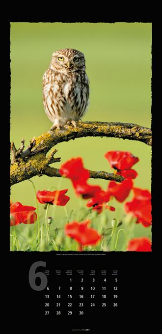 Beispielinhalt (Bild) Eulen 2016