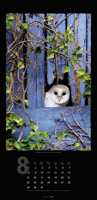 Beispielinhalt (Bild) Eulen 2016