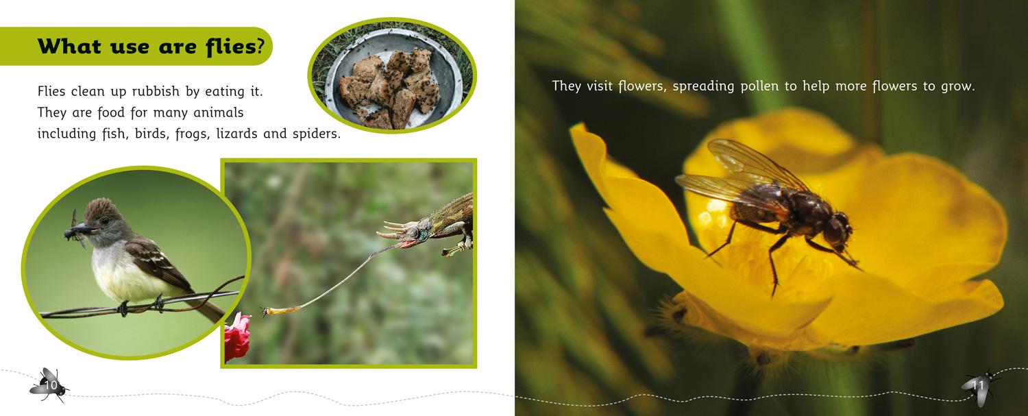 Beispielinhalt (Bild) Fly Facts