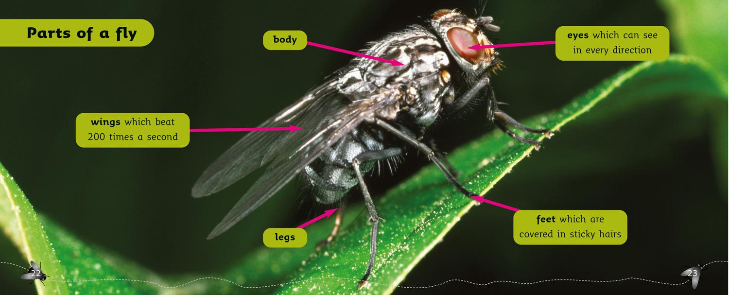 Beispielinhalt (Bild) Fly Facts