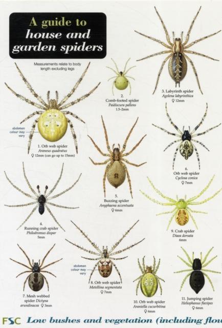 Vorderes Coverbild A Guide to House and Garden Spiders