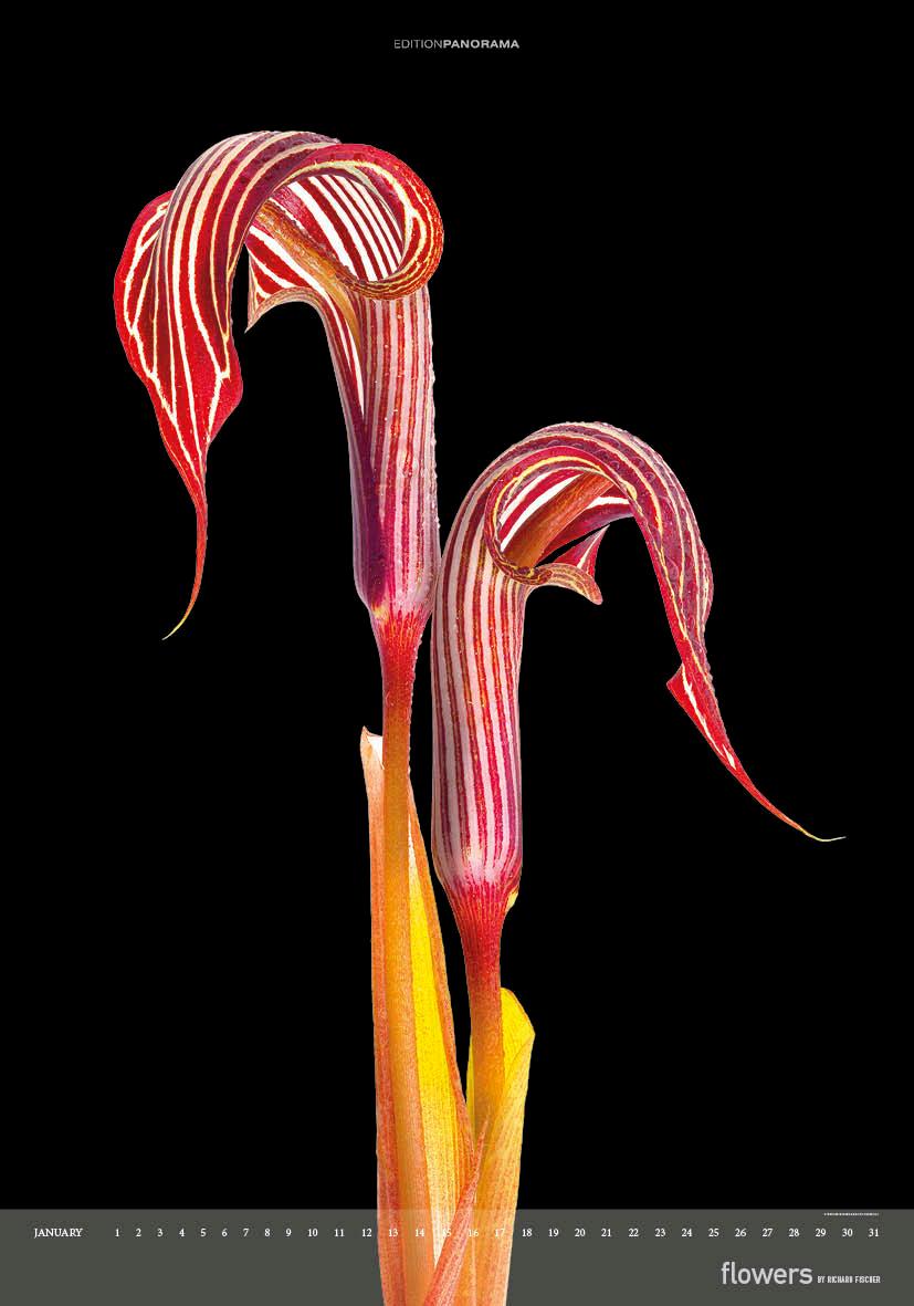 Beispielinhalt (Bild) Flowers