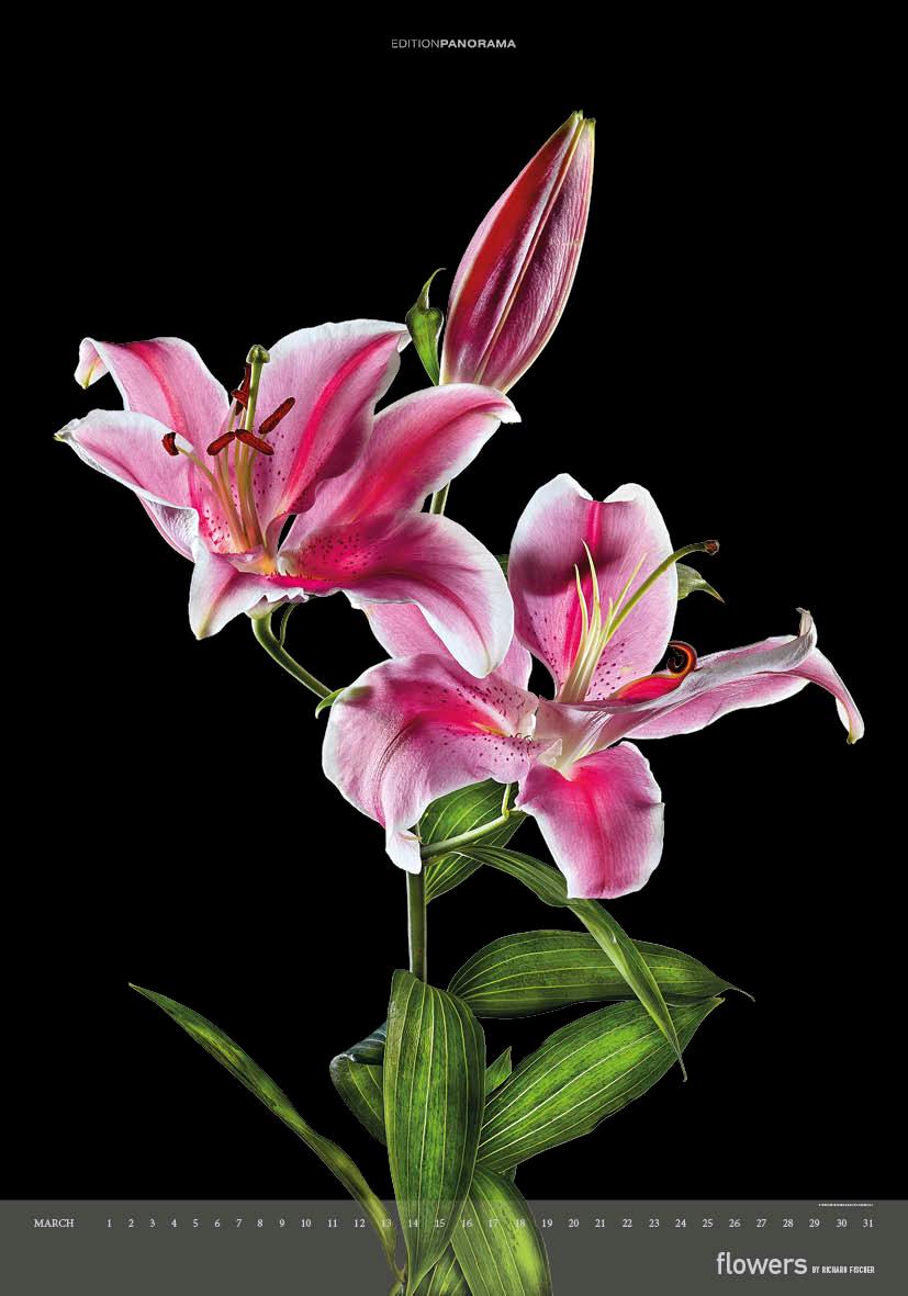 Beispielinhalt (Bild) Flowers