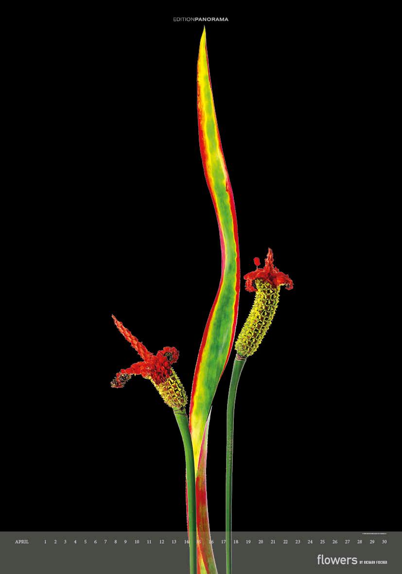 Beispielinhalt (Bild) Flowers