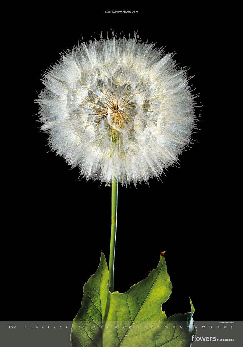 Beispielinhalt (Bild) Flowers