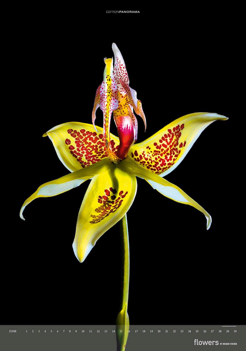 Beispielinhalt (Bild) Flowers