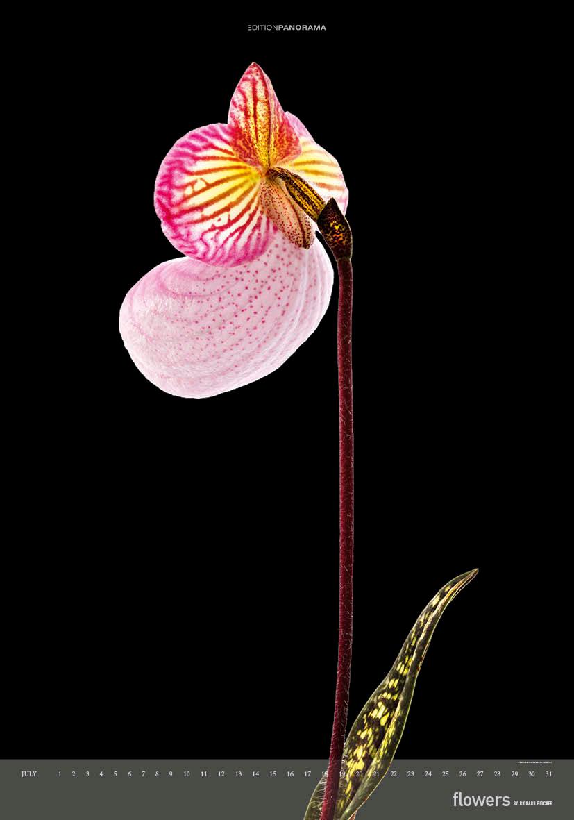 Beispielinhalt (Bild) Flowers