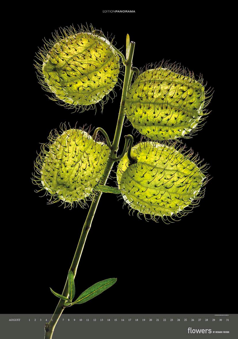 Beispielinhalt (Bild) Flowers