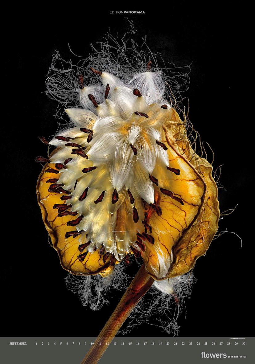 Beispielinhalt (Bild) Flowers