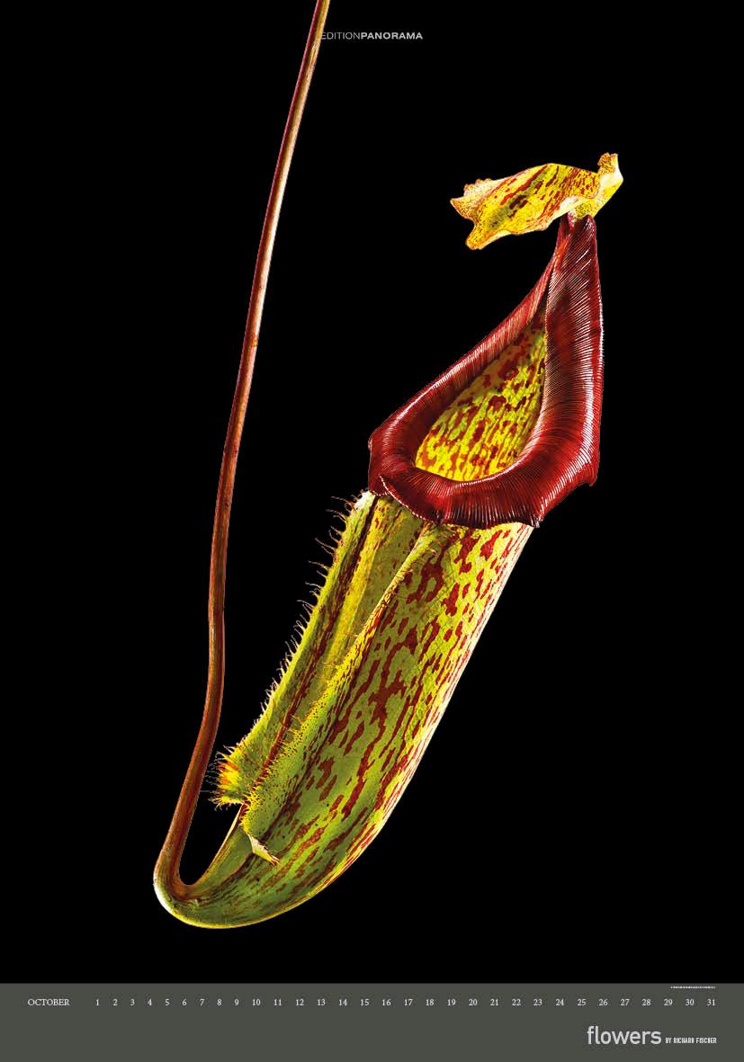 Beispielinhalt (Bild) Flowers