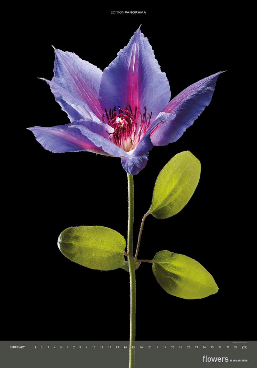 Beispielinhalt (Bild) Flowers