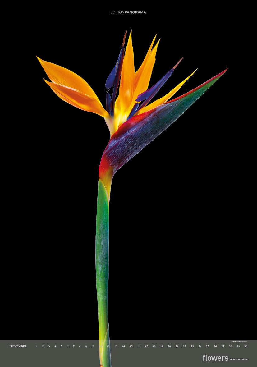 Beispielinhalt (Bild) Flowers