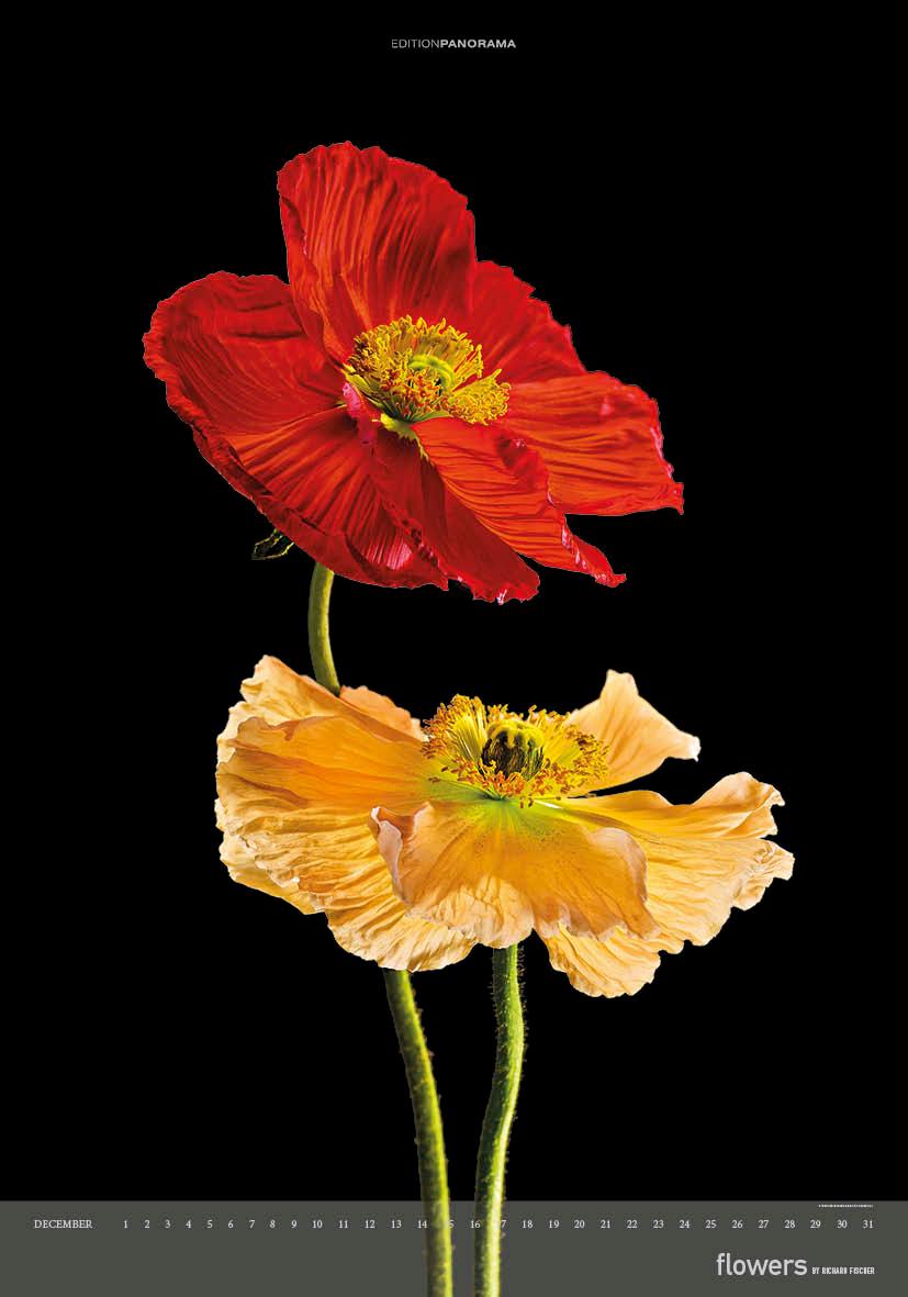 Beispielinhalt (Bild) Flowers