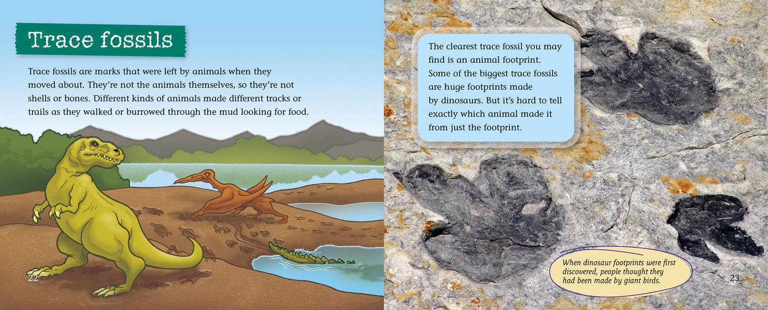 Beispielinhalt (Bild) Fossils