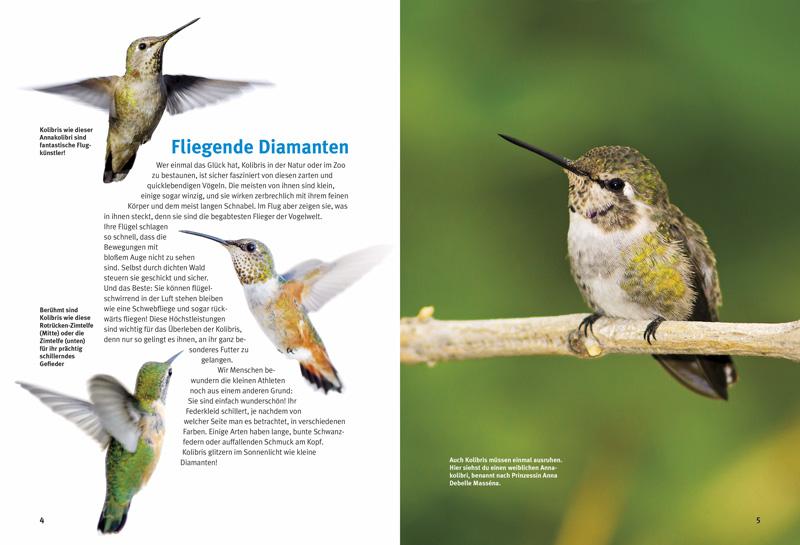 Beispielinhalt (Bild) Entdecke die Kolibris