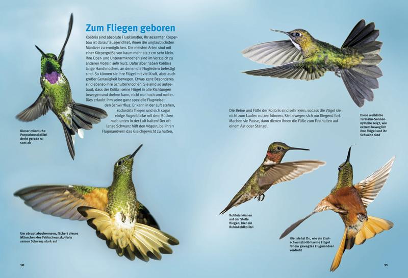 Beispielinhalt (Bild) Entdecke die Kolibris