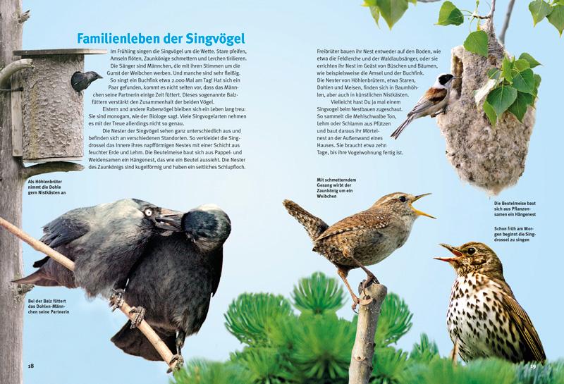 Beispielinhalt (Bild) Entdecke die Singvögel